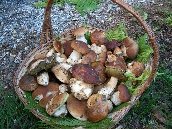 raccolta funghi